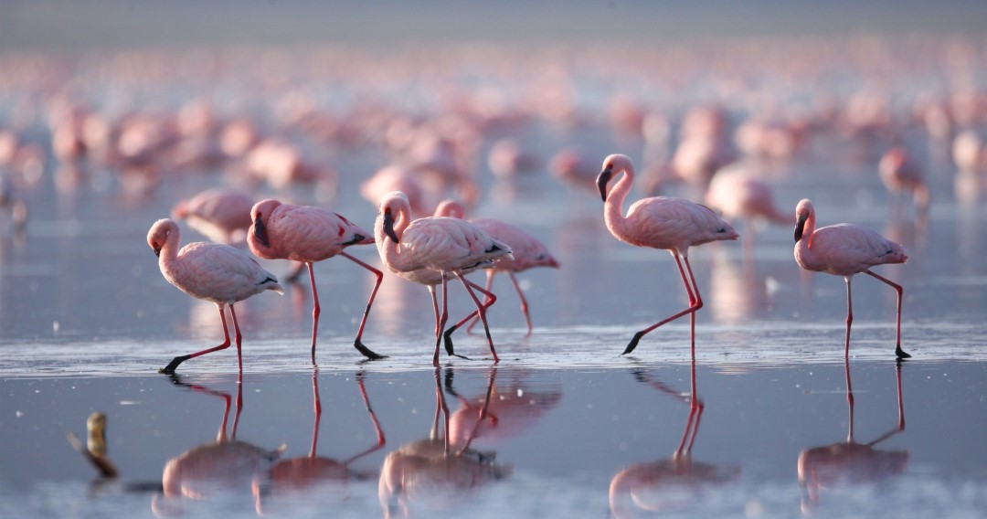 Flamencos rosados a la orilla de la playa