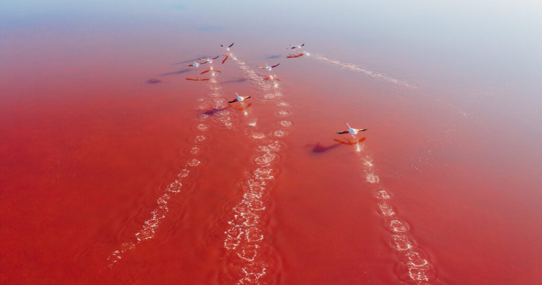 flamencos volando sobre agua rosa de Las Coloradas