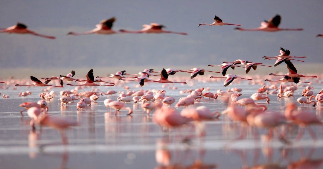 Flamencos rosas en Las Coloradas Yucatán