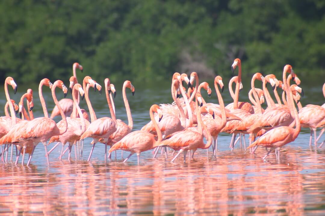 Flamencos rosas junto al manglar  