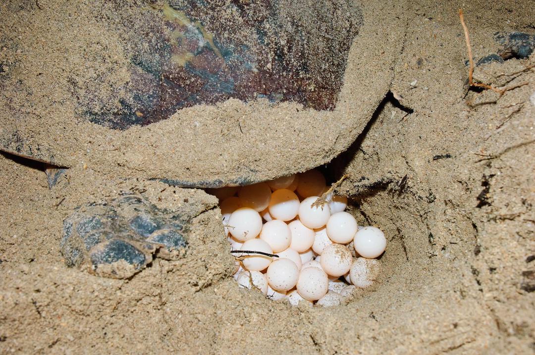 Tortuga carey anidando sus huevos en la arena