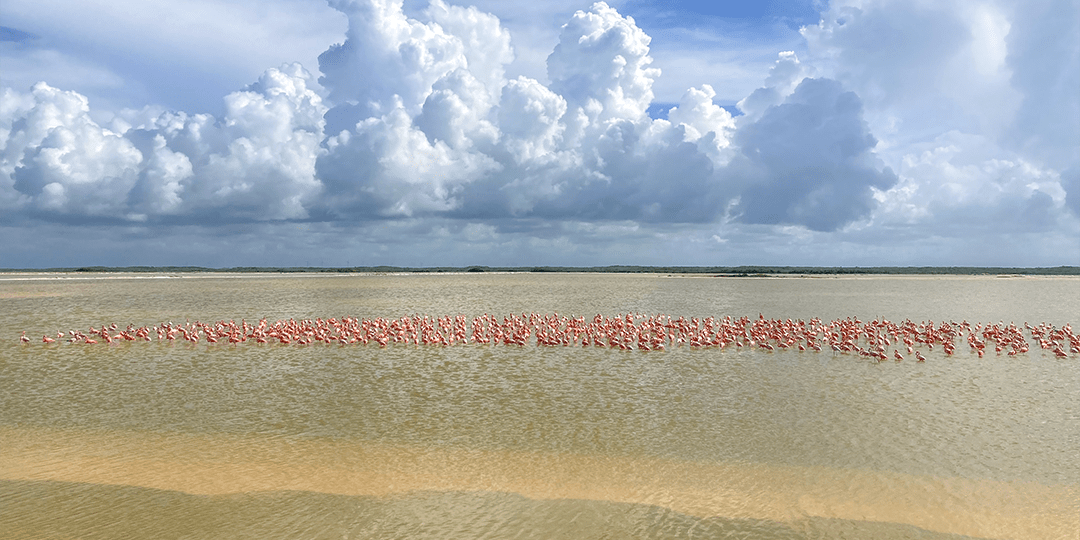 Vista panoramica al fondo una bandada de flamencos