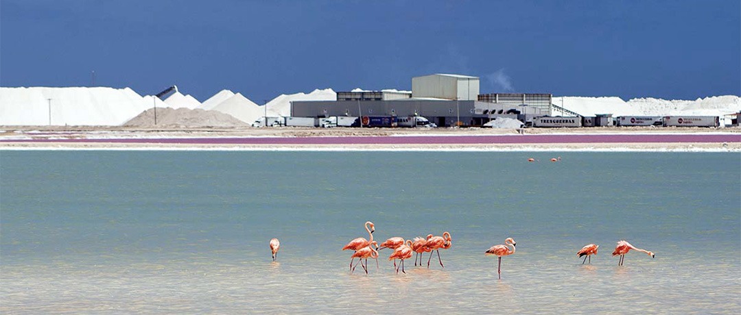 Flamencos en la laguna y al fondo salinera.