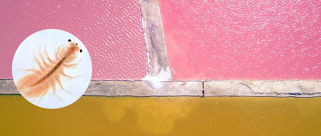 Imagen una Artemia, al fondo lagunas de Parque Turístico, Las Coloradas.