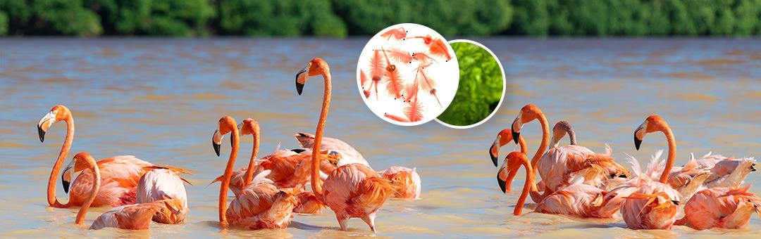Bandada de flamencos rosados