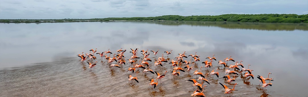 Bandada de flamencos rosados aterrizando, manglar en Merida.