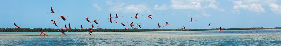Bandada de flamencos rosados volando sobre las lagunas.