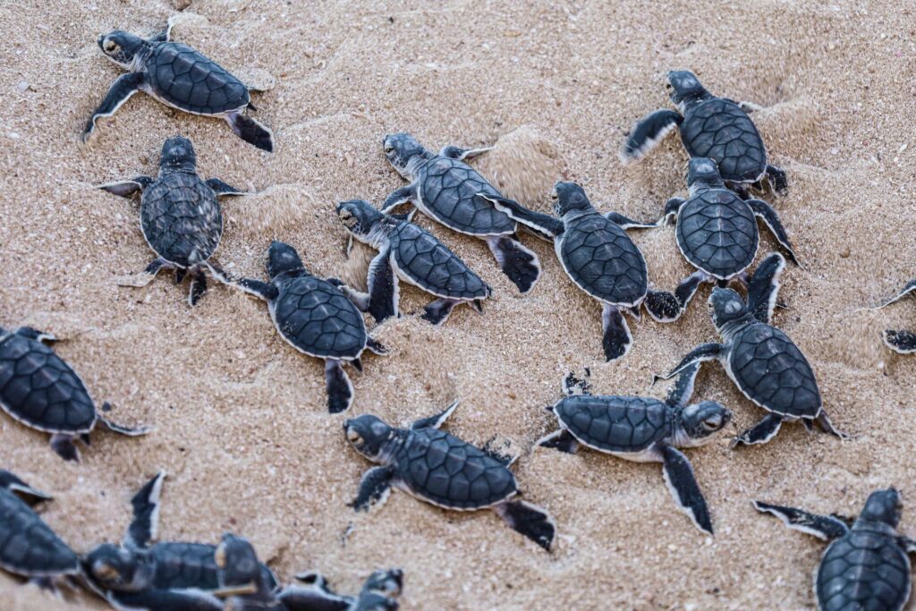 Tortugas, iniciando su viaje al mar