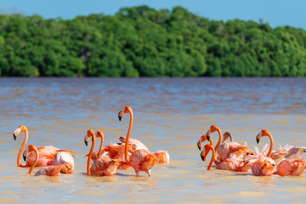 Flamencos rosados sobre el agua en la Ría Lagartos.