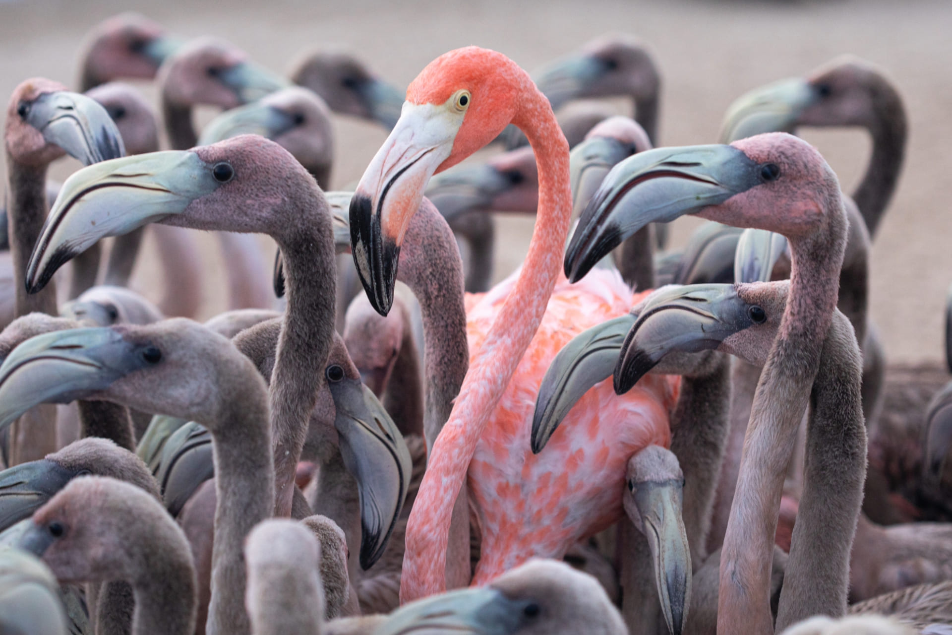 Bandada de flamencos rosados.