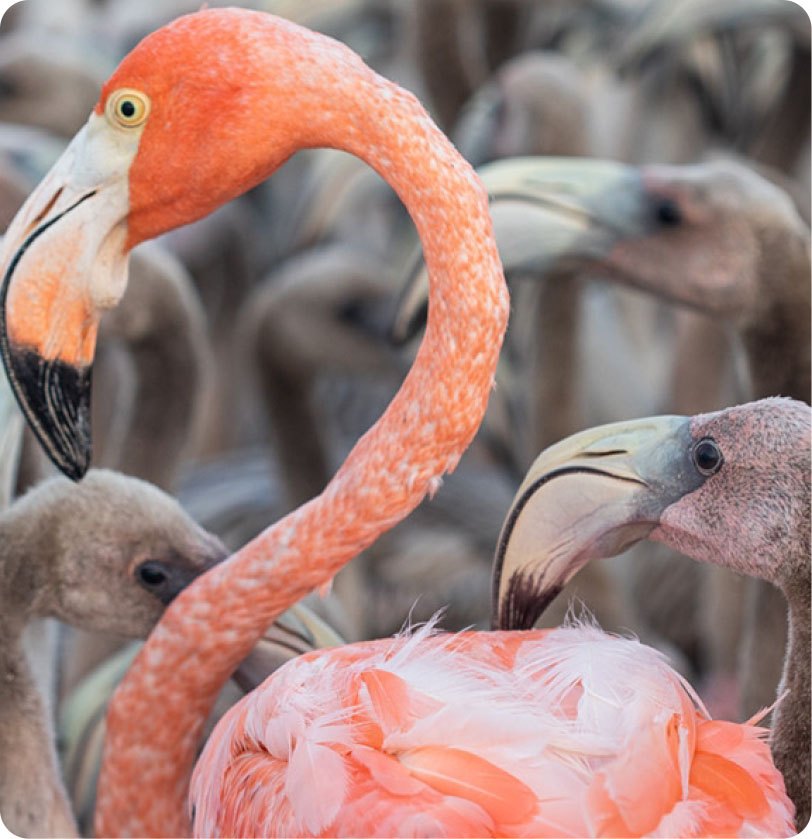 Perfil de flamenco, aves visitantes en las Coloradas