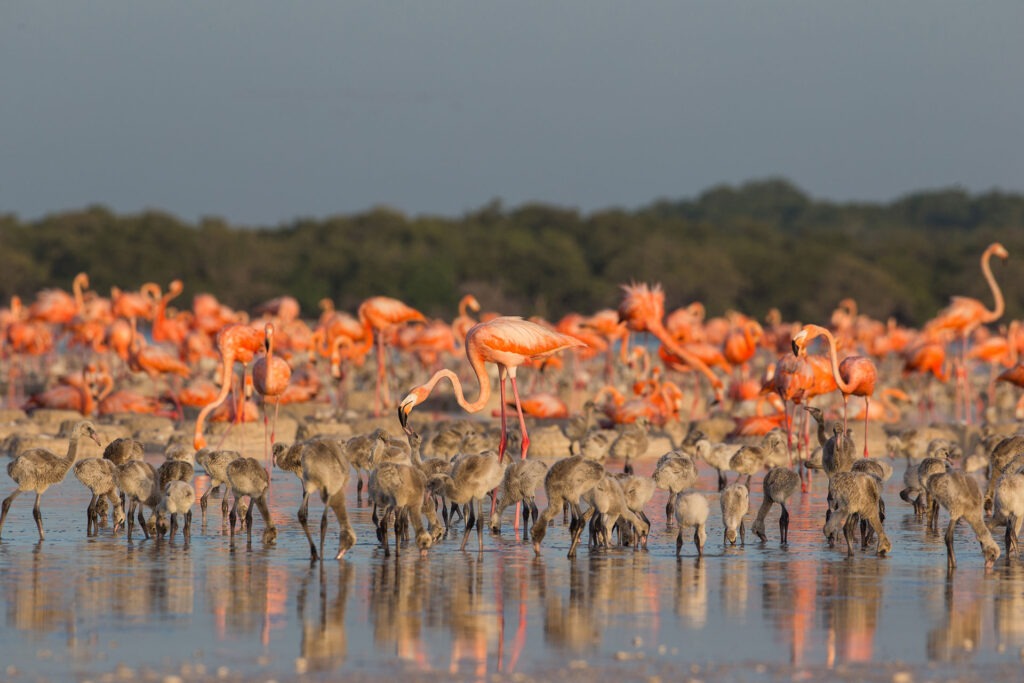 Flamencos rosados sobre el agua en la Ría Lagartos