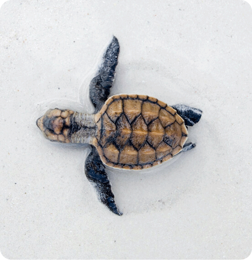 Tortuga sobre arena. Turismo responsable.